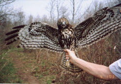 Harlan\'s Red-tailed Hawk, photo &copy; John Newhouse